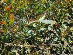 Acacia glaucoptera