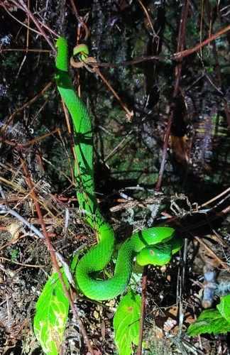 Sabah Bamboo Pitviper