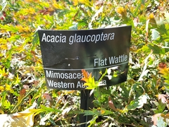 Acacia glaucoptera