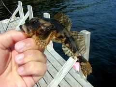 Myoxocephalus