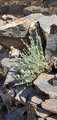 Artemisia albicans