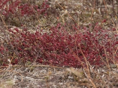 Euphorbia orbiculata