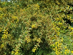 Acacia montana
