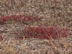 Euphorbia orbiculata