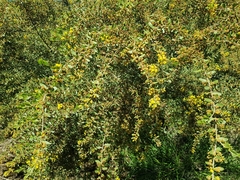 Acacia montana