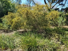Acacia montana