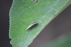 Agrilus sulcatulus