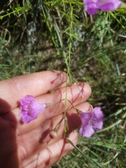 Agalinis homalantha