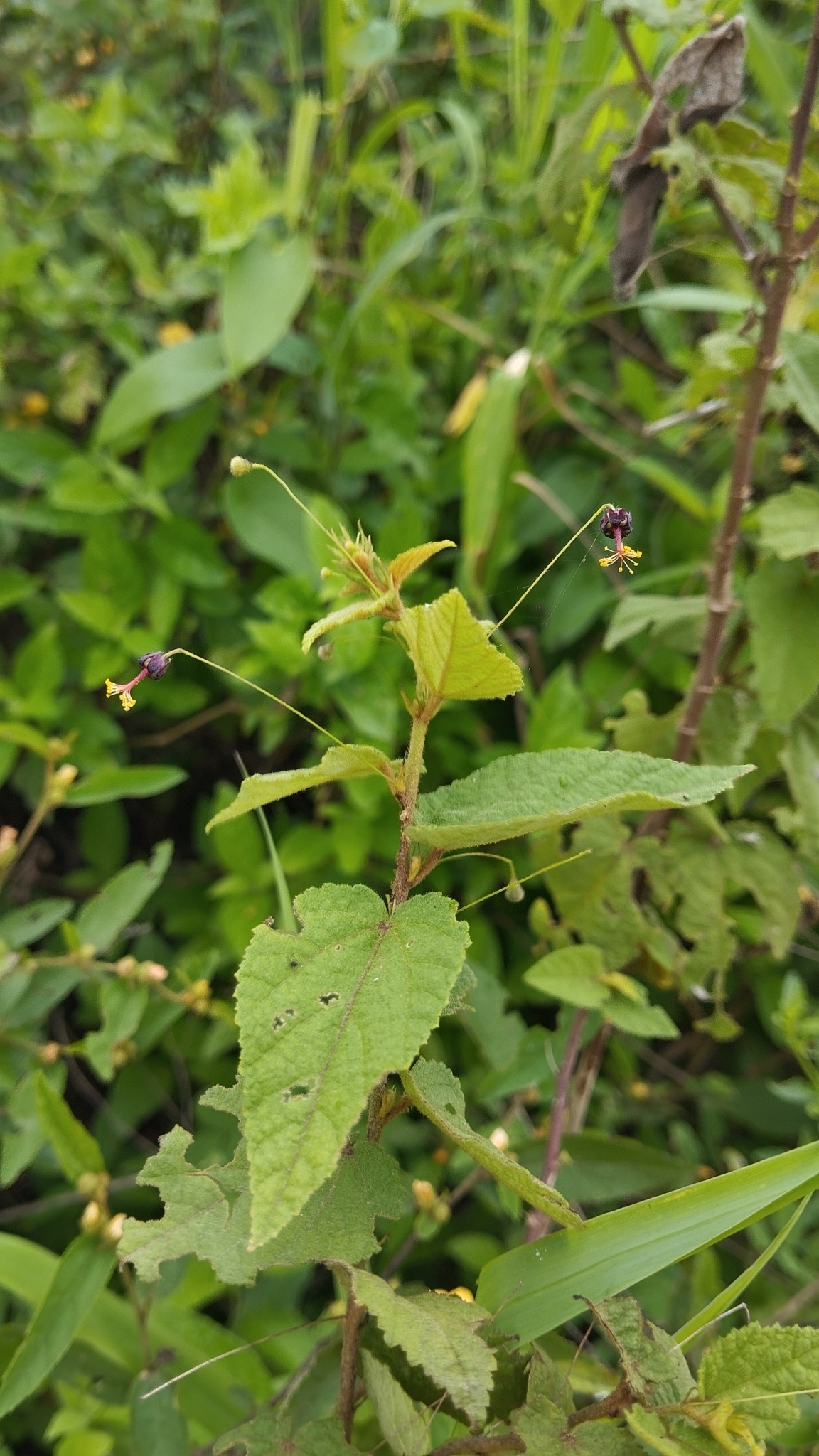 Sidastrum paniculatum