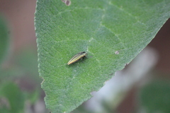 Agrilus sulcatulus