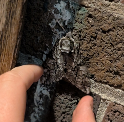 Waved Sphinx photo 3