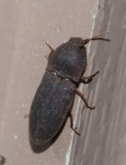 Agrypnus rectangularis