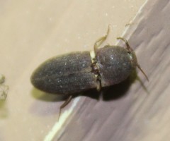 Agrypnus rectangularis