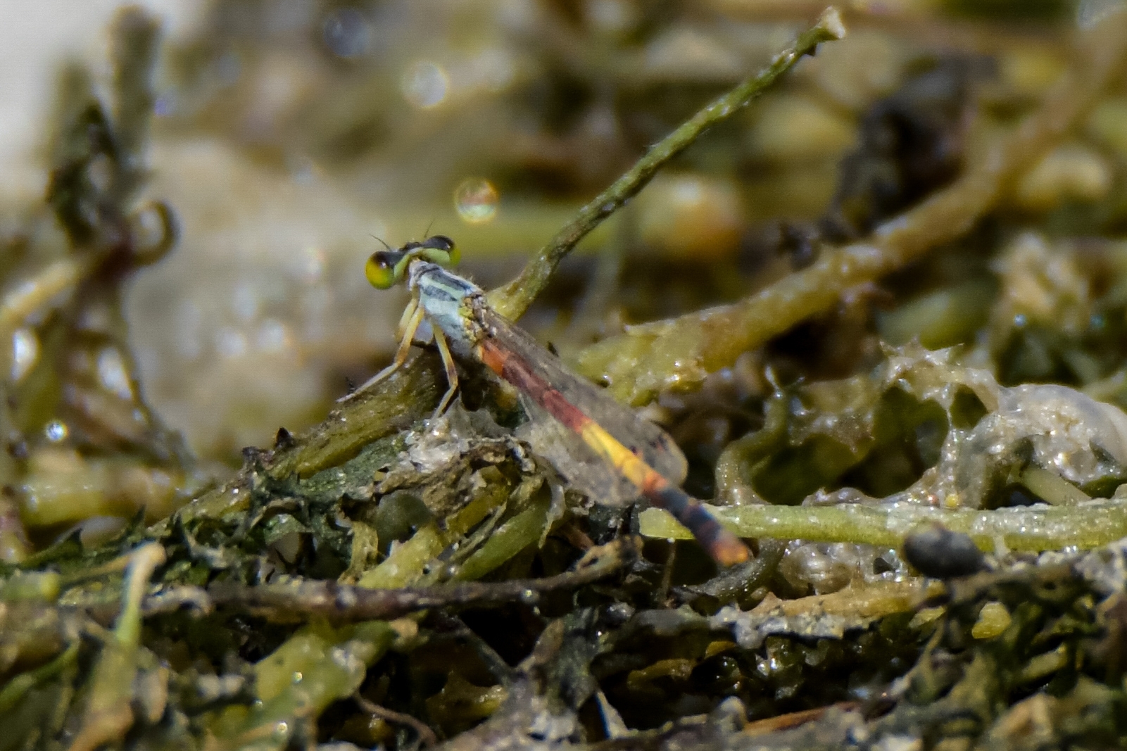 Pixie Bluetail