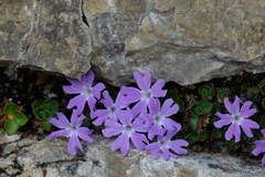 Primula tyrolensis