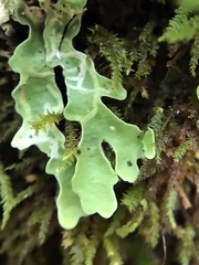 Ricasolia quercizans