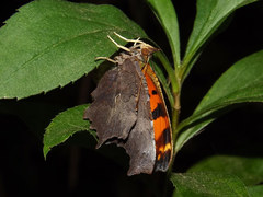Polygonia comma