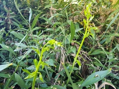 Ruscus × microglossus