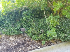 Ruscus × microglossus