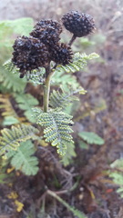 Tanacetum bipinnatum