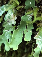 Ricasolia quercizans