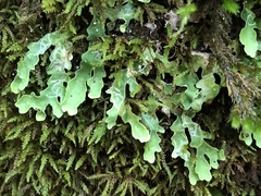 Ricasolia quercizans