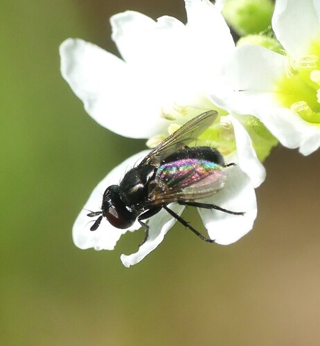 Phania curvicauda
