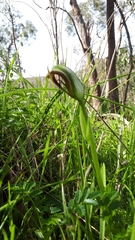 Pterostylis cucullata