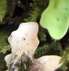 Ricasolia quercizans