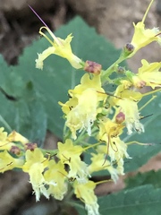 Collinsonia canadensis