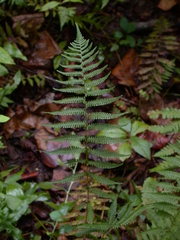 Coryphopteris simulata