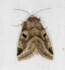 Plagiomimicus pityochromus