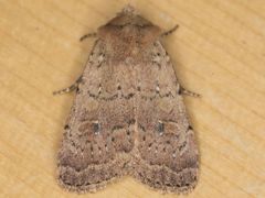 Homorthodes communis