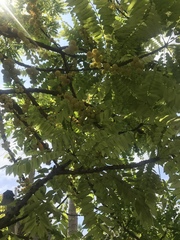 Phyllanthus acidus