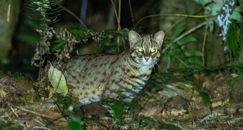 Javan Leopard Cat (Subspecies Prionailurus javanensis javanensis ...