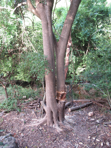 Ligustrum lucidum, photographed by an iNaturalist contributor