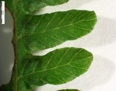 Coryphopteris simulata