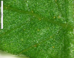 Coryphopteris simulata