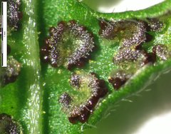 Coryphopteris simulata