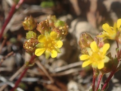 Ivesia lycopodioides