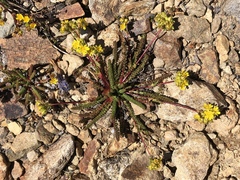 Ivesia lycopodioides