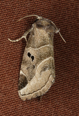 Plagiomimicus pityochromus