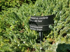 Juniperus rigida conferta