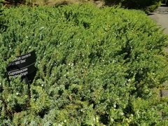Juniperus rigida conferta