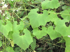 Echinopepon paniculatus