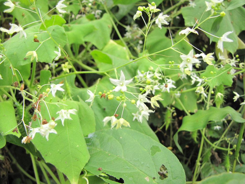 Echinopepon paniculatus