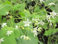 Echinopepon paniculatus