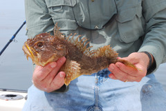 Hemitripterus americanus