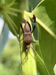 Leptoglossus concolor