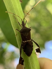 Leptoglossus concolor